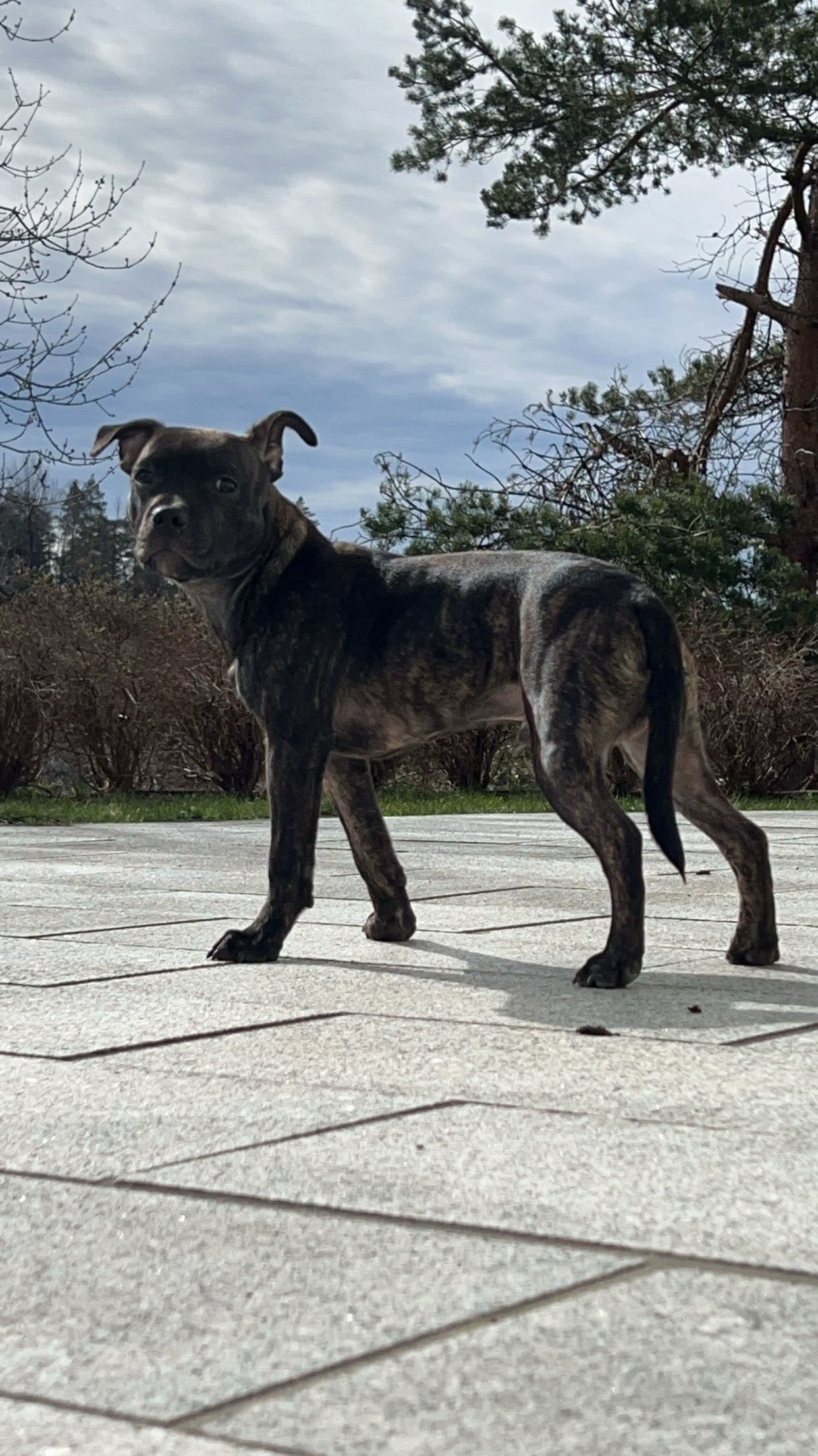 Staffordshire Bullterrier