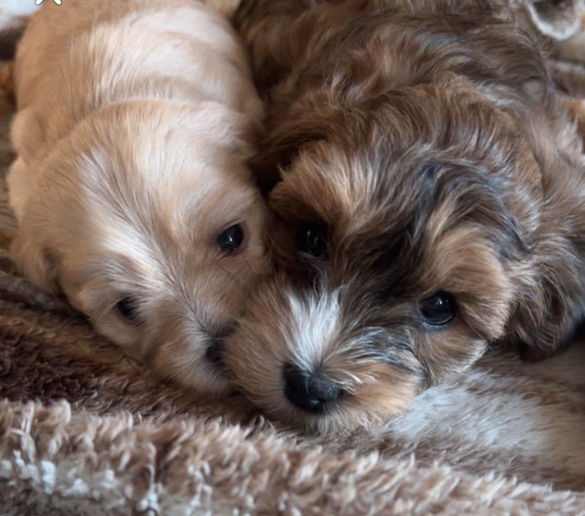 Nydelige Bichon Havanais valper!