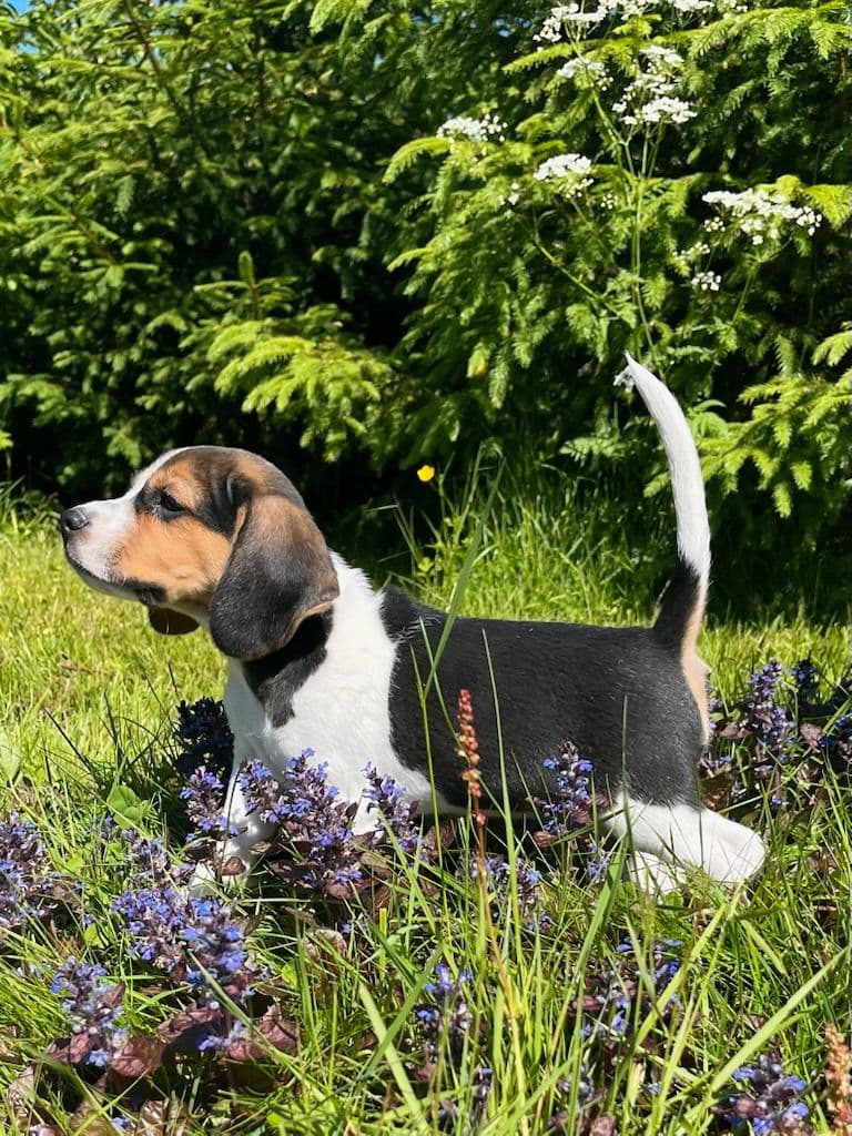 Beaglevalp!