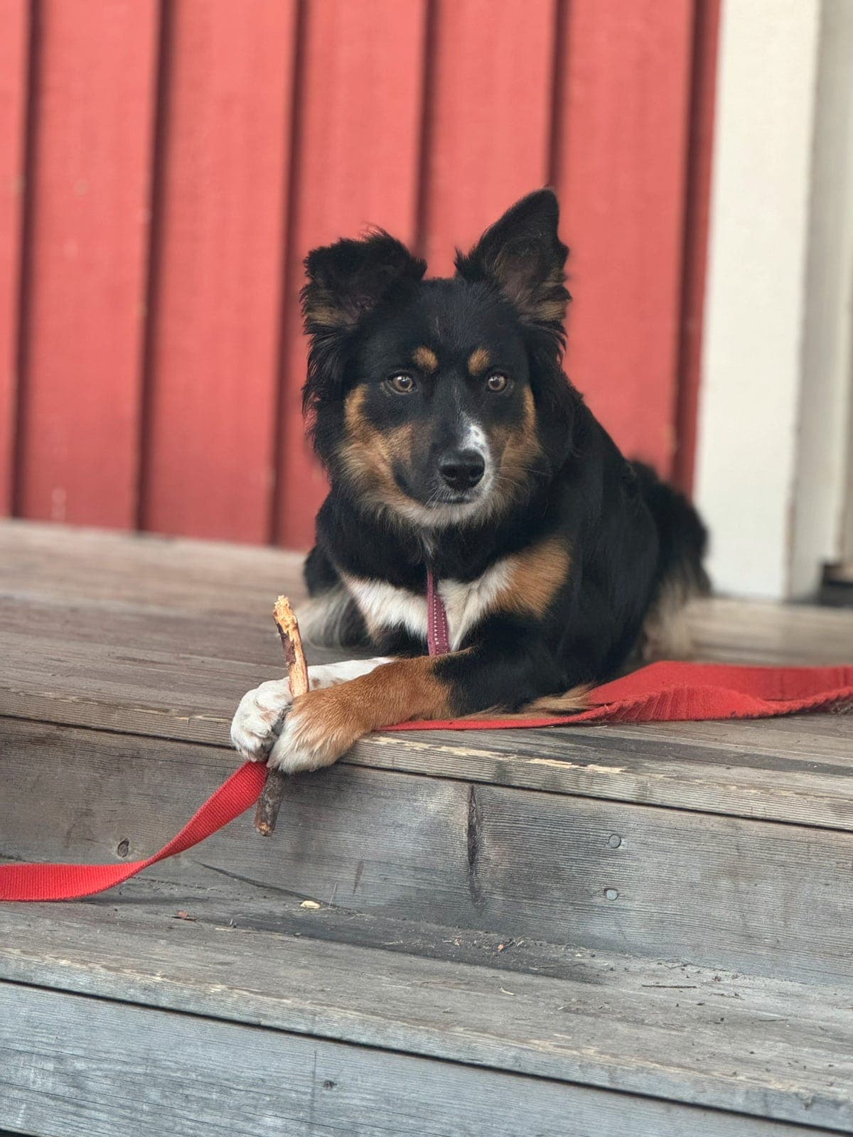 Border collie tispe 2år