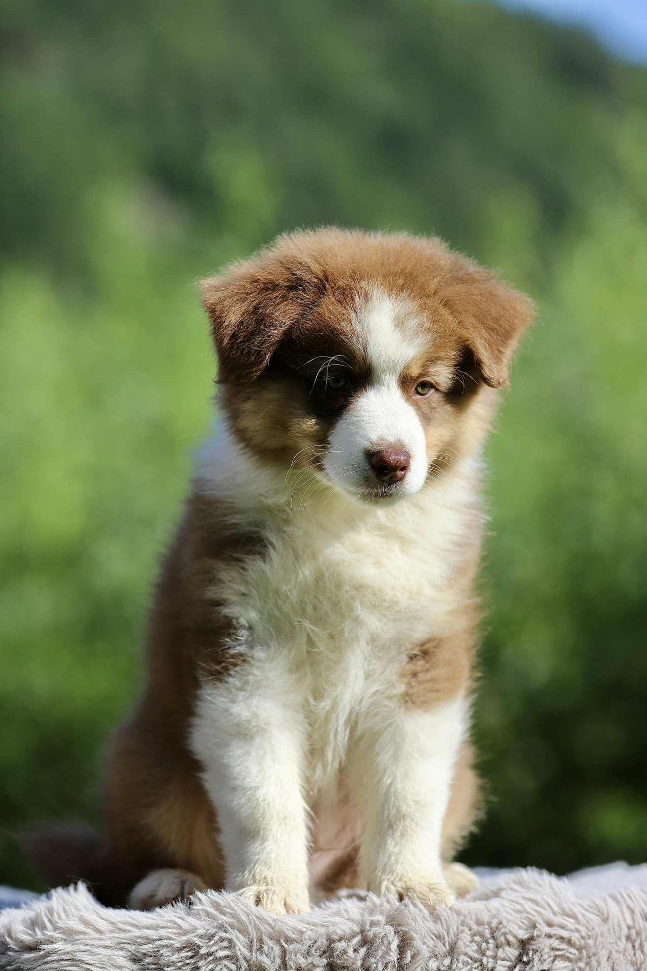 Triumph ser etter det perfekte hjemmet. Australian Shepherd leveringsklar