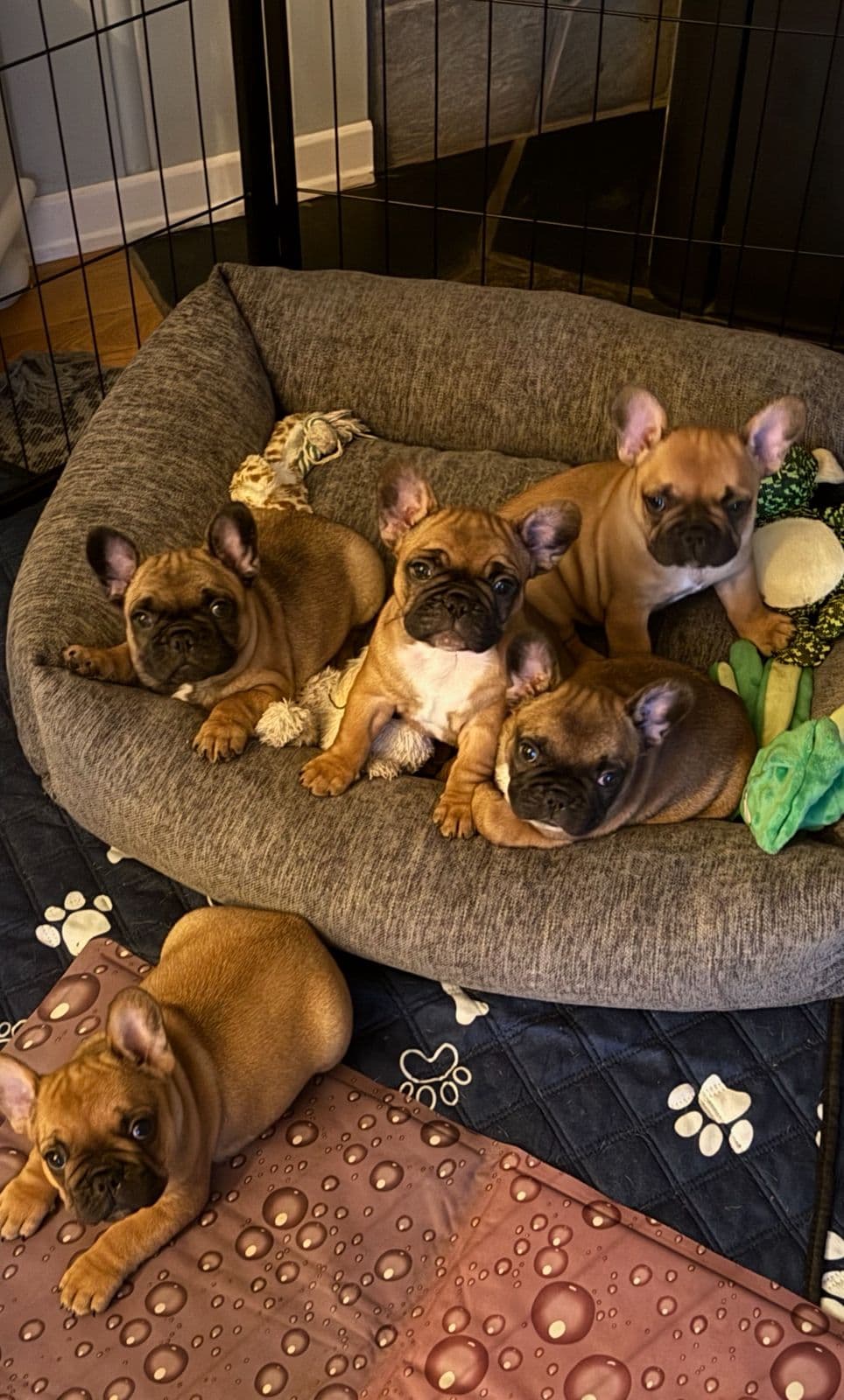 Franske Bulldog valper