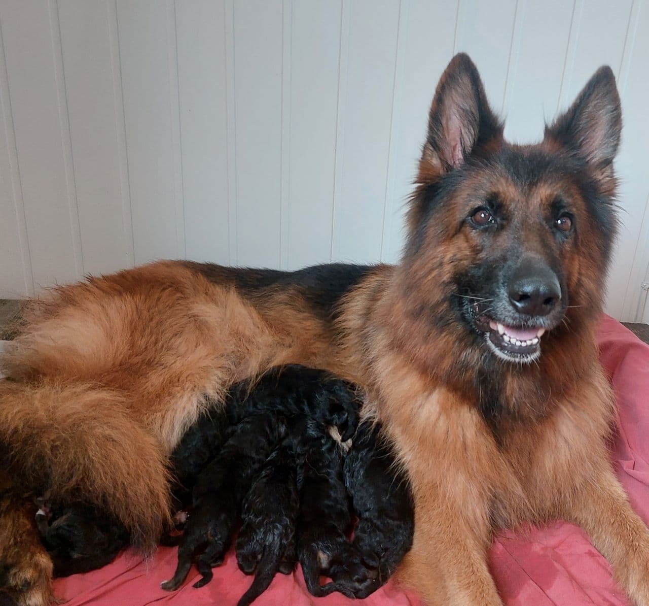 Schaferhund valper langhår