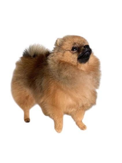 NKK registrert pomeranian tispe 8 mnd