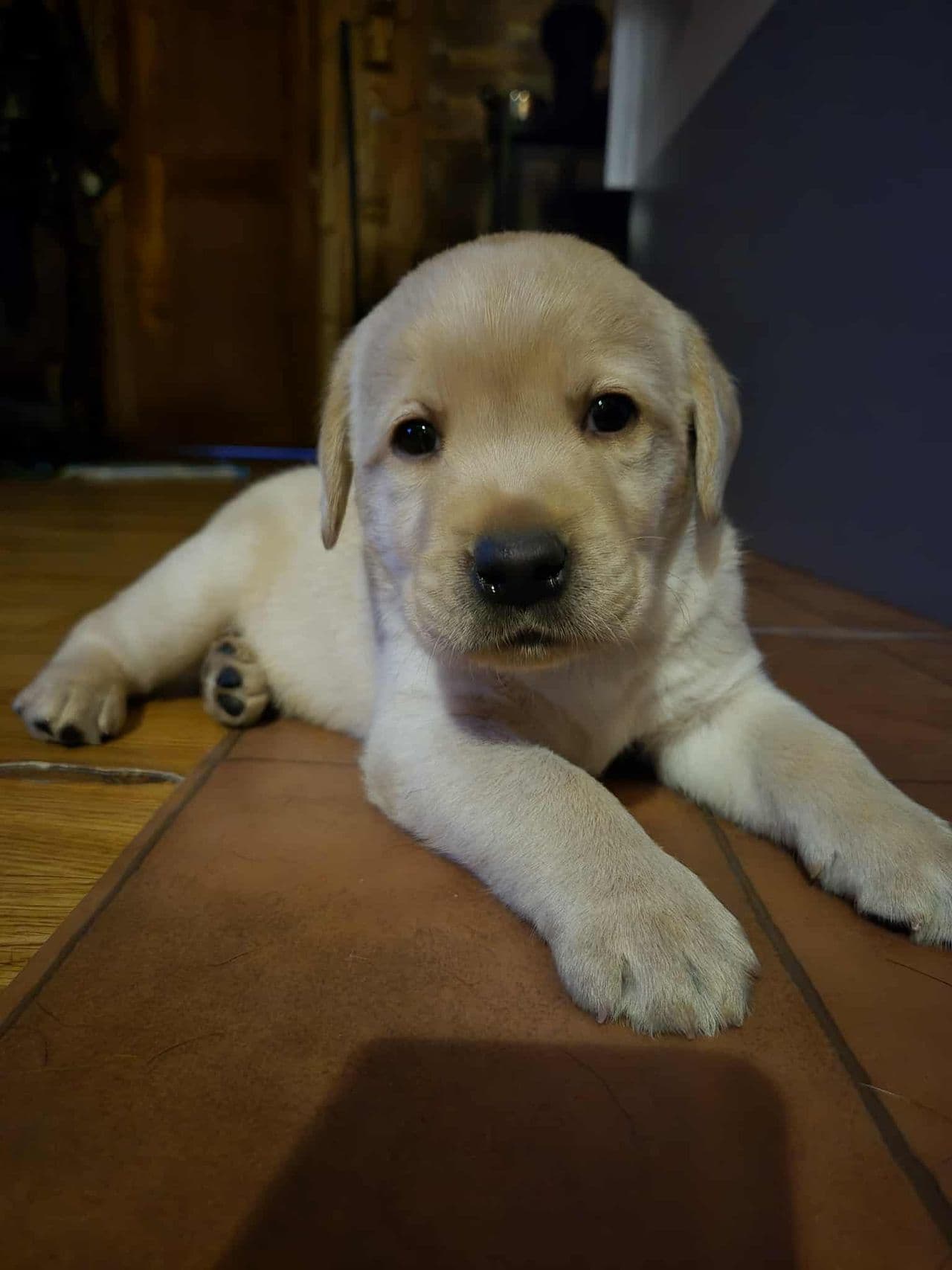 Labrador
