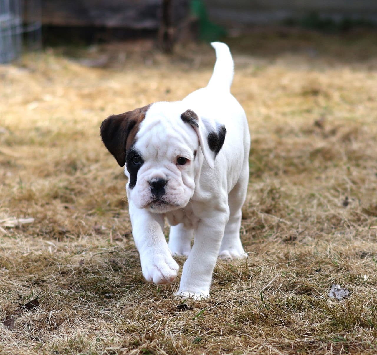 Boxer tispe levering klar