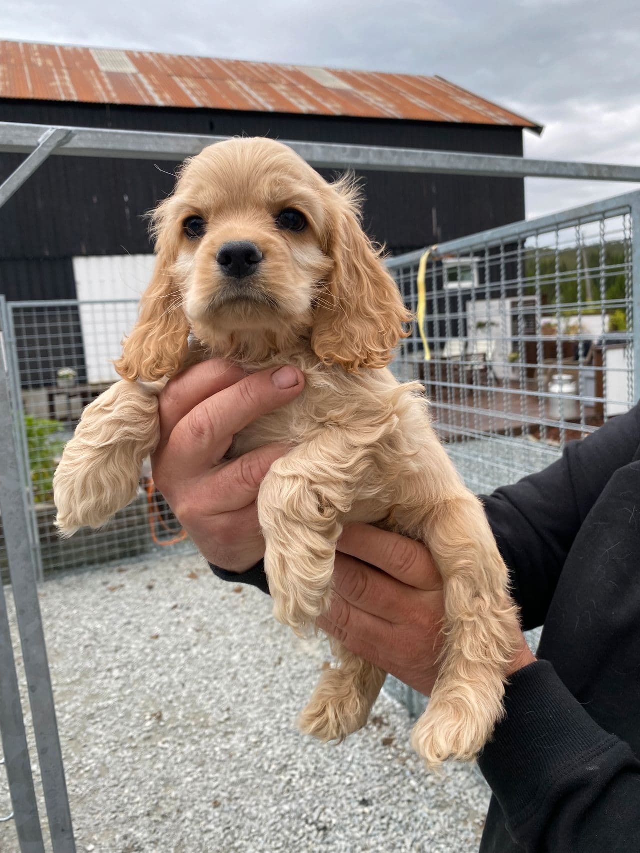 Skjønne Amerikansk Cocker Spaniel valper selges