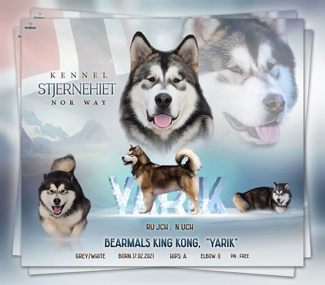 Alaskan malamute