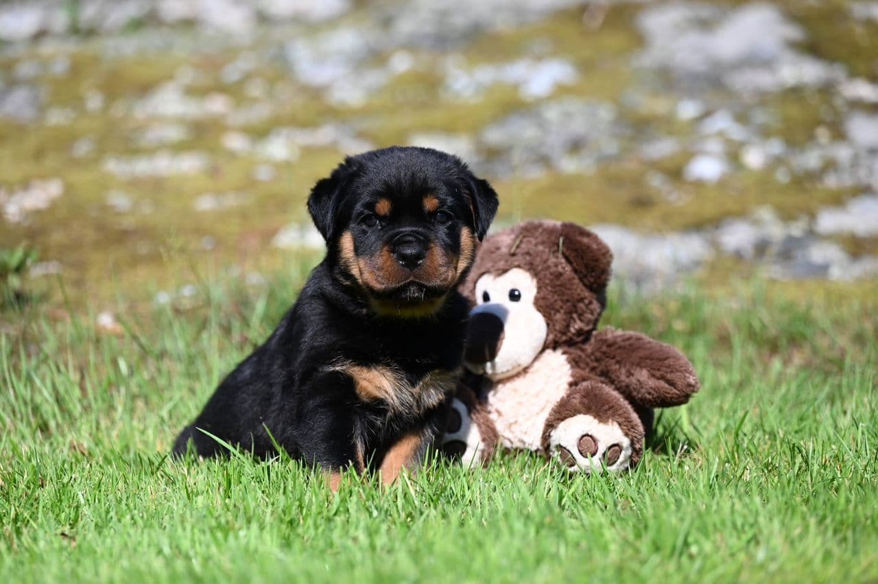 Rottweiler valper leveringsklare fra 4. august