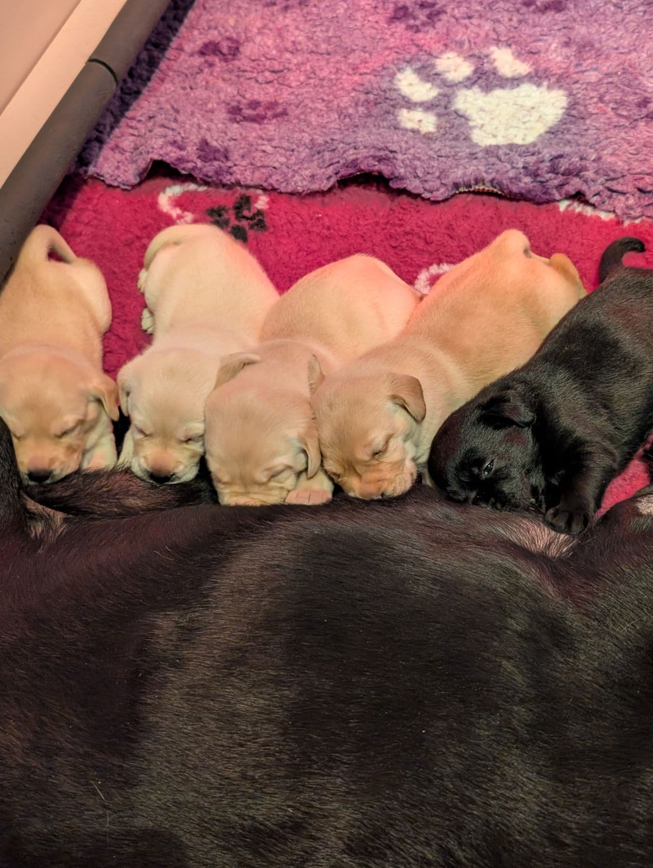 Vakre trygge Labrador Retriever valper tilsalgs