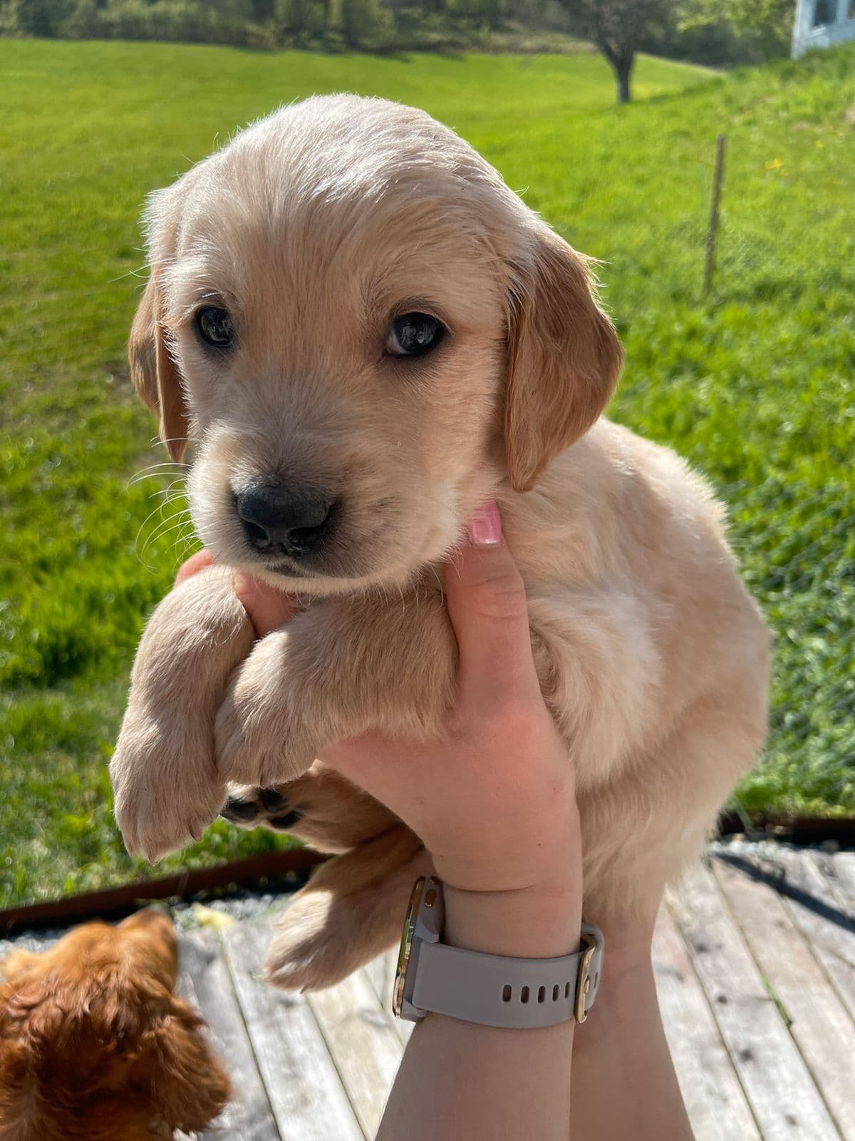 Golden retriever med jaktlinjer