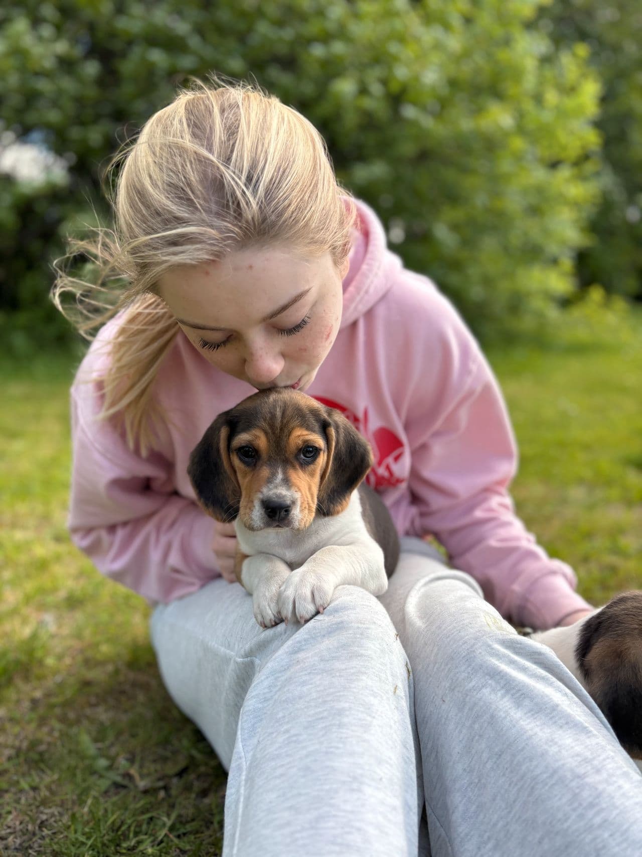 Leveringsklar beaglevalp Lillegutt