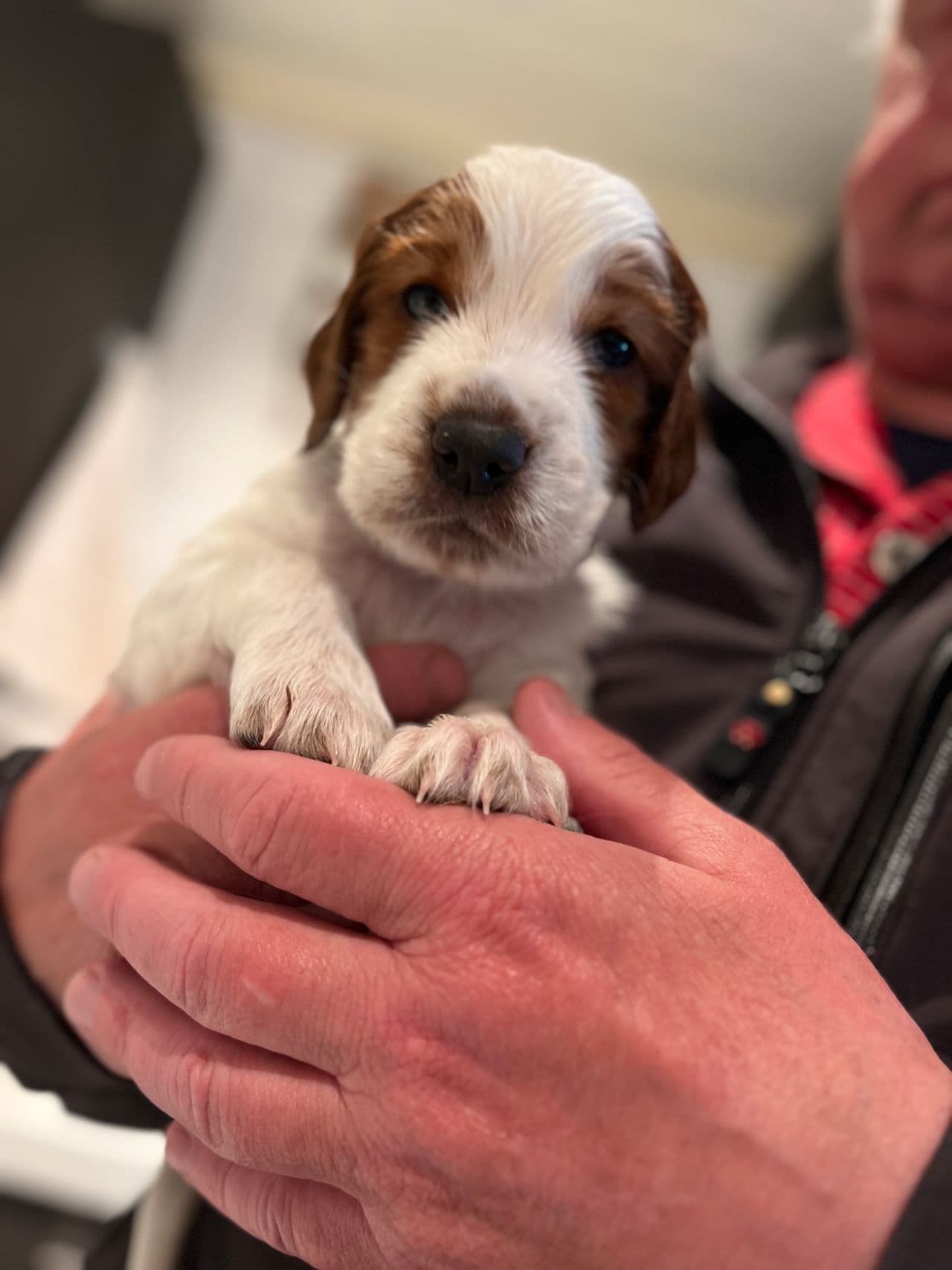 Welsh Springer Spaniel valp,hanne