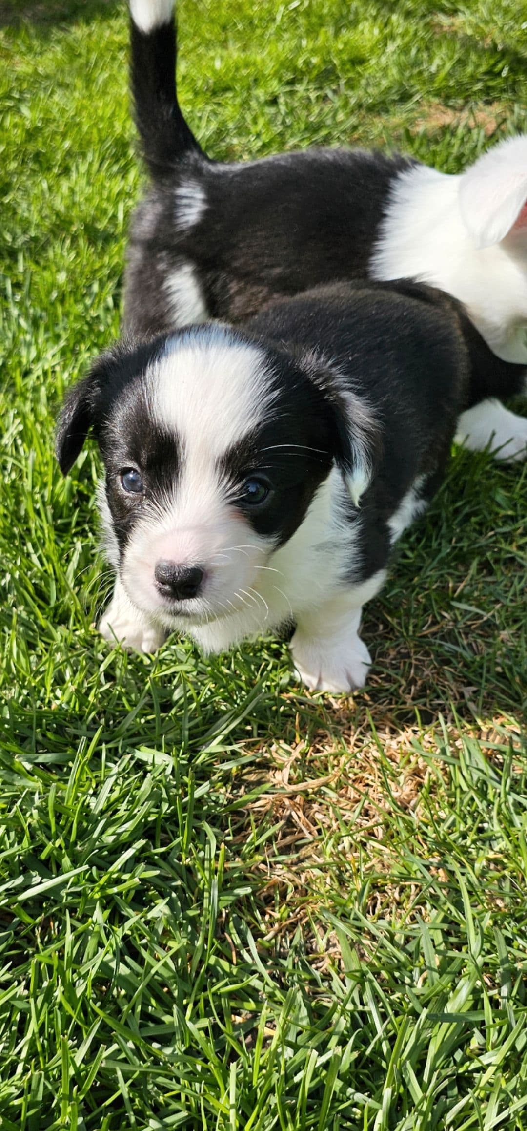 Nydelig Welsh corgi Cardigan