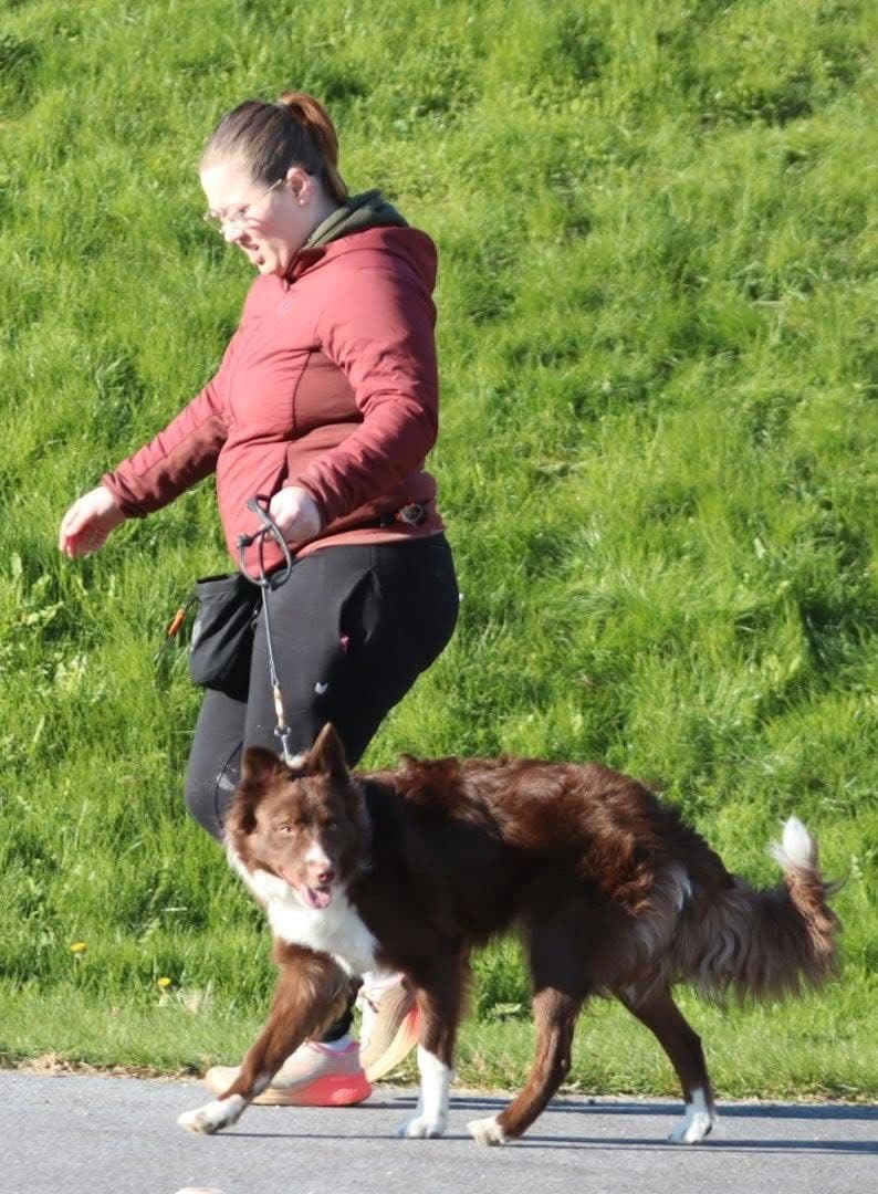 Border collie omplasseres