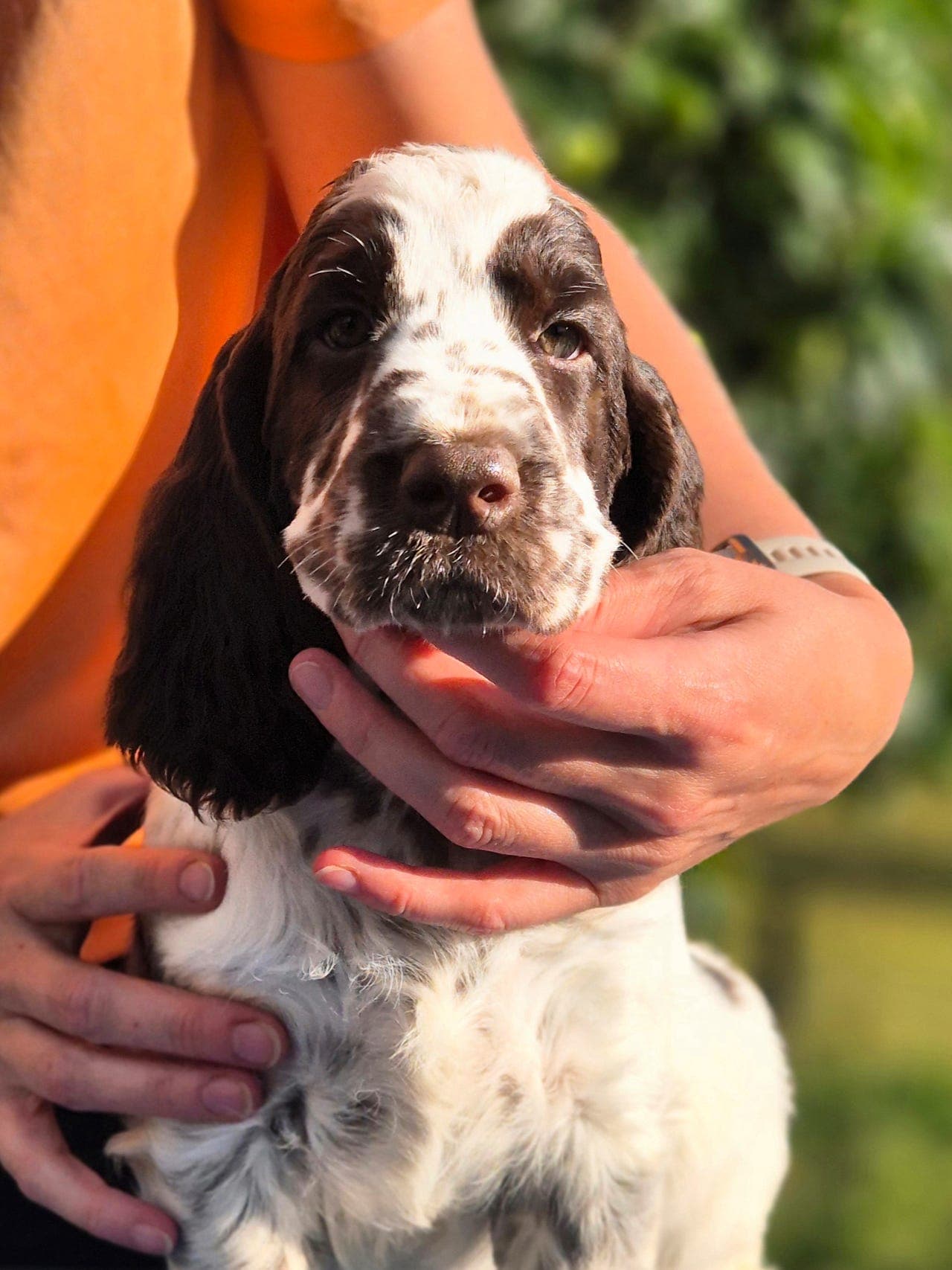 Engelsk springer spaniel valp fra kennel Cocoline