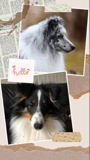 Shetland Sheepdog valper ventes 💙