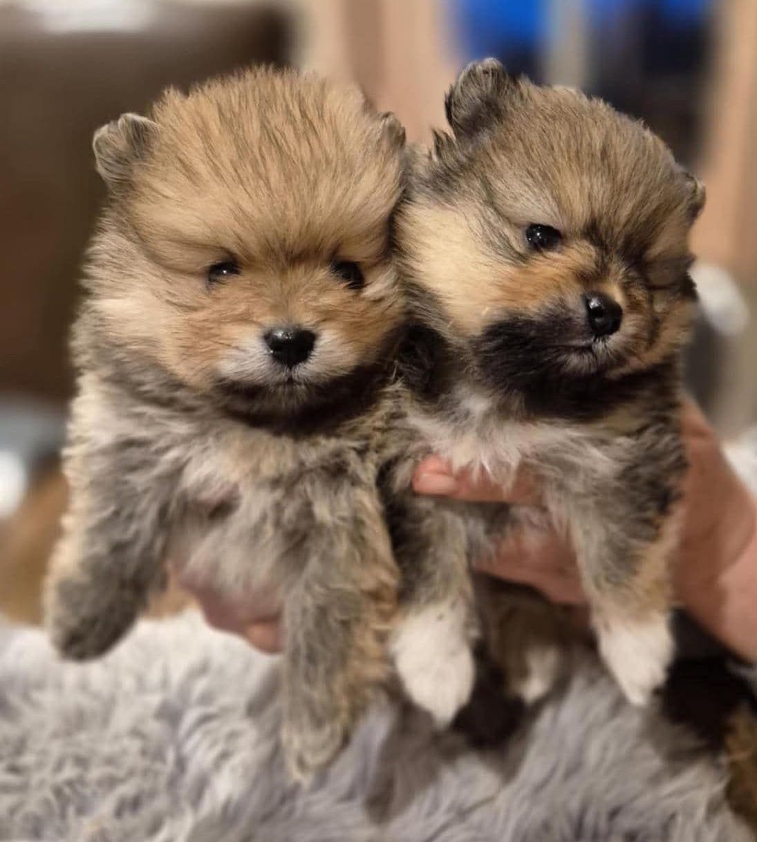 Pomeranian