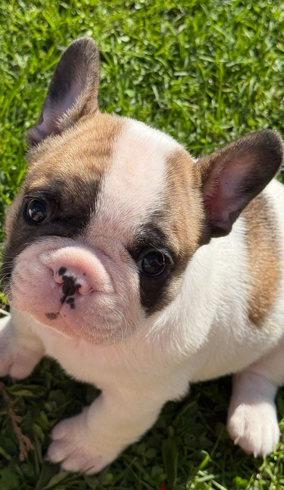 To små franske bulldog gutter