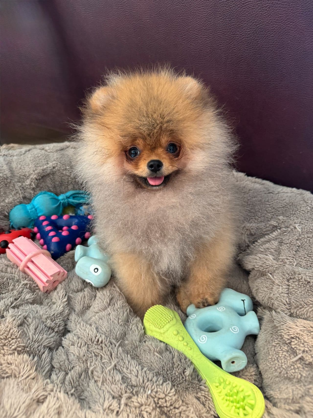 NKK registrert pomeranian hannvalp