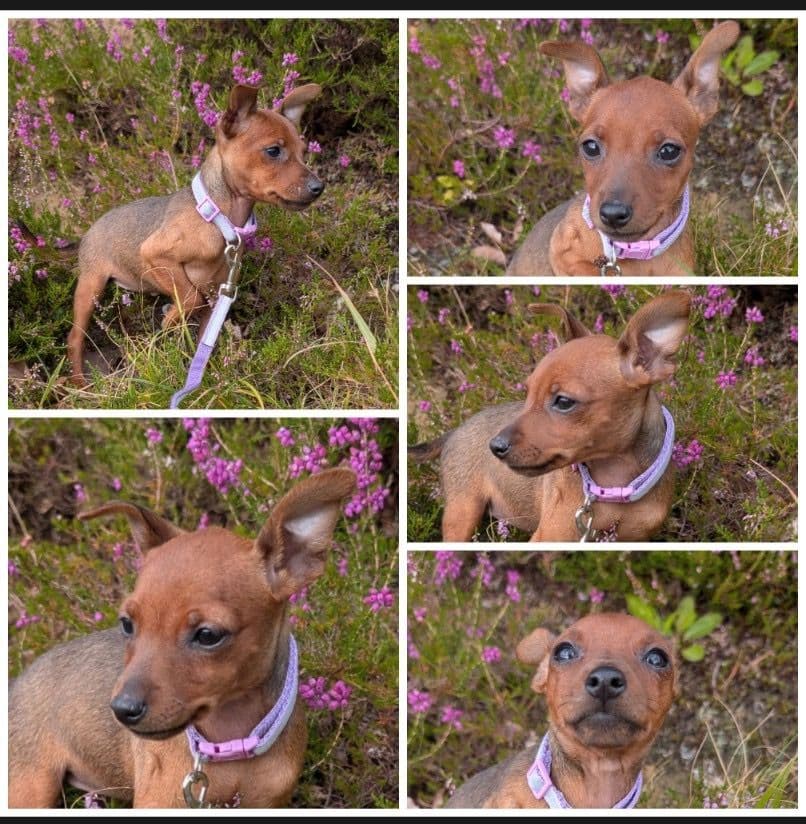 Dvergpinscher valp Tingeling