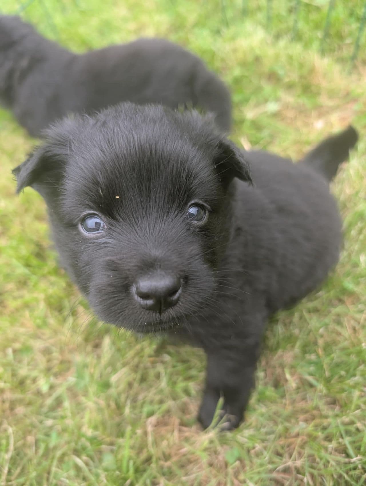 Valper Svensk Lapphund