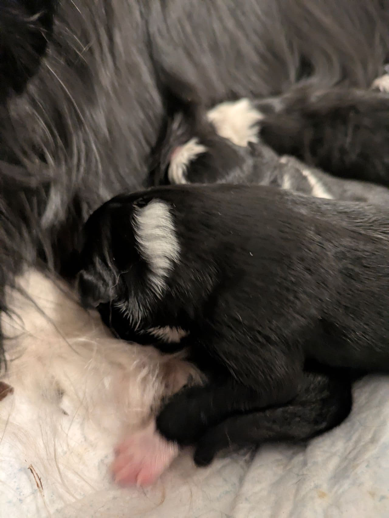 Border Collie Valper til Salgs – Leveringsklare 30 Juni