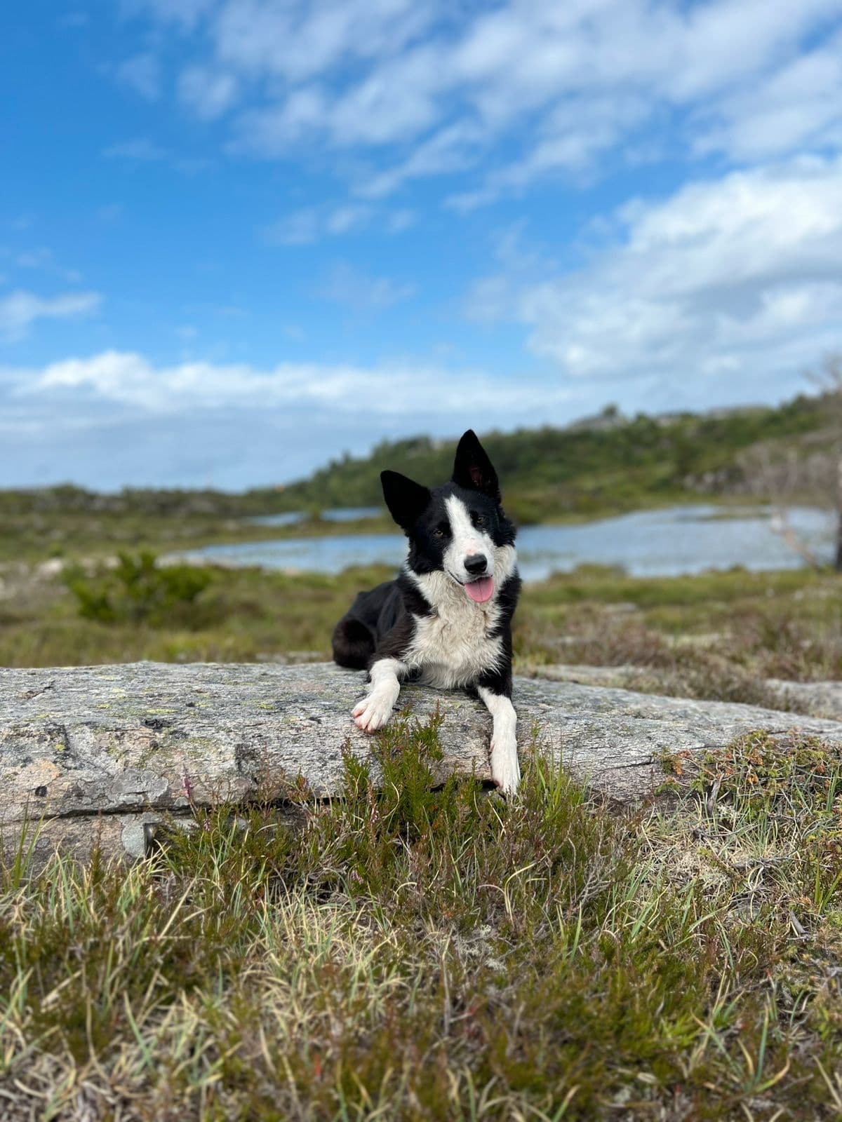 Supersøt Border Collie omplasseres