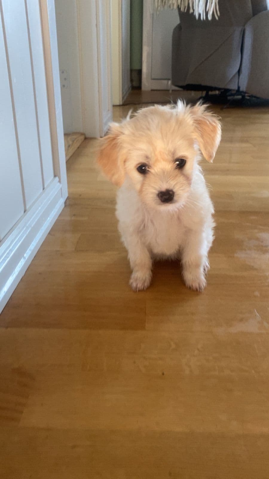 Chinese crested powderpuff