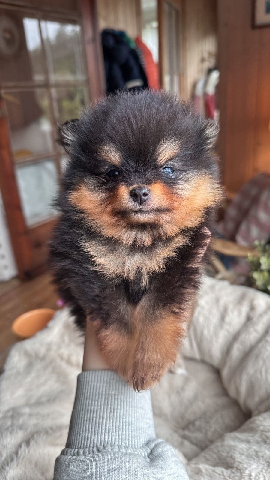 Nydelig Black and Tan Pomeranian hannvalp
