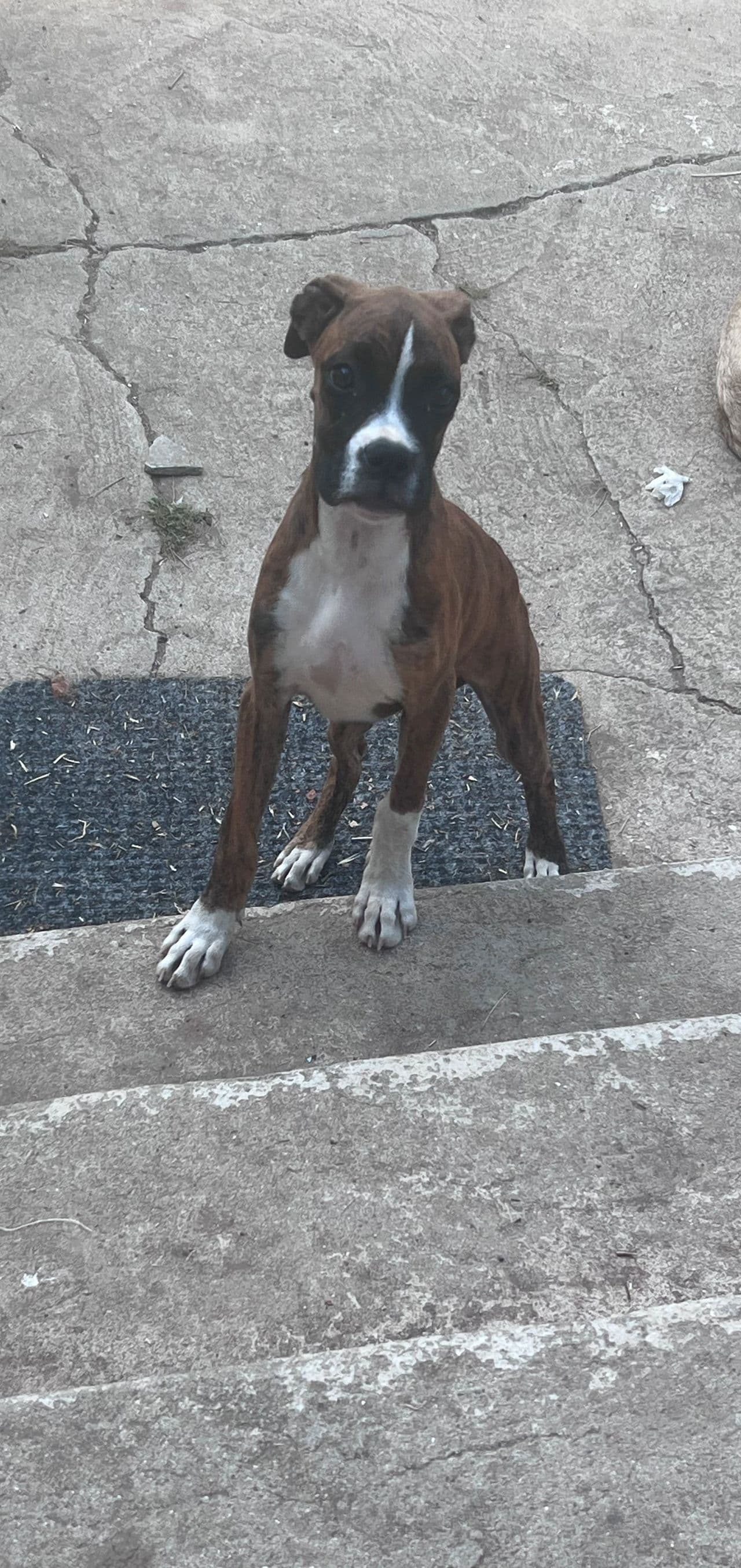 Boxer valp selges 😍