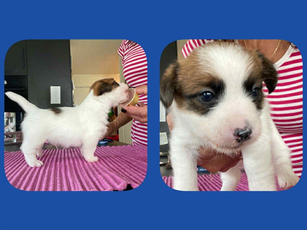 NKK-registrerte Jack Russell Terriervalper