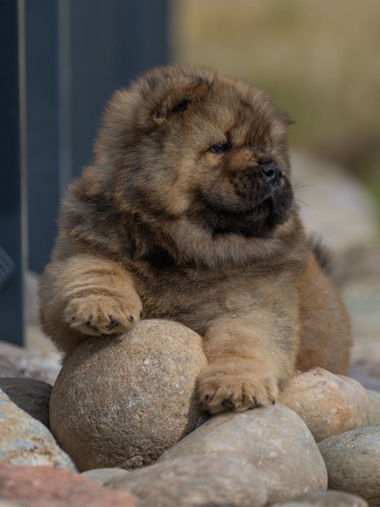 Chow chow gutten