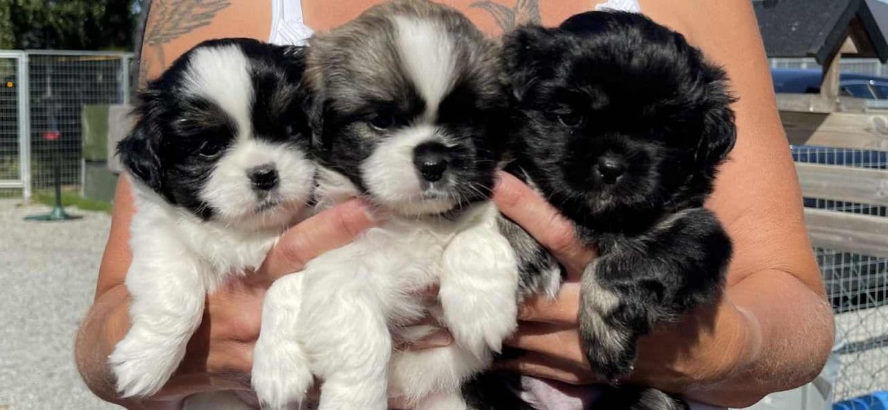 Tibetansk Spaniel gutte valper