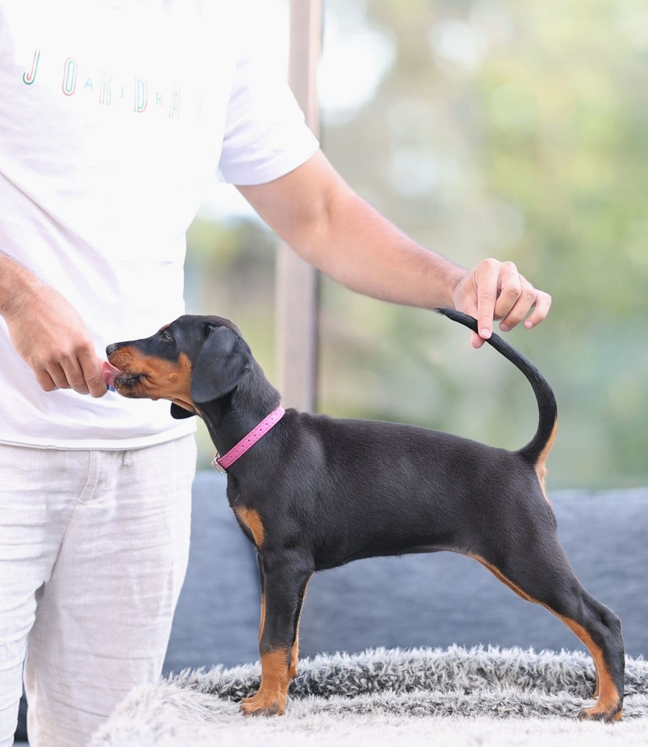 Dobermann Valper fra Beyond Fame - Velkommen til oss i Drøbak!