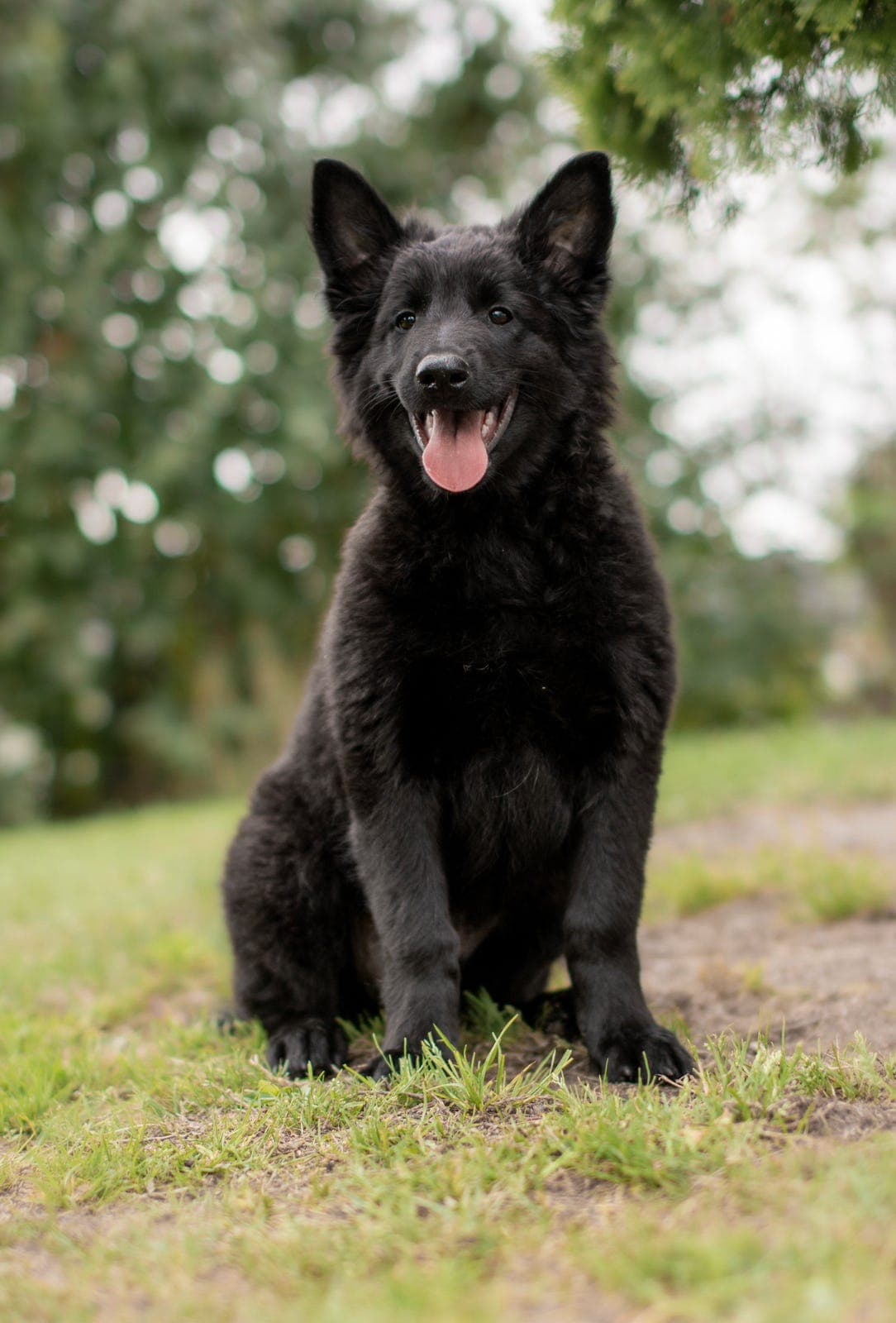 Groenendael hannvalp selges