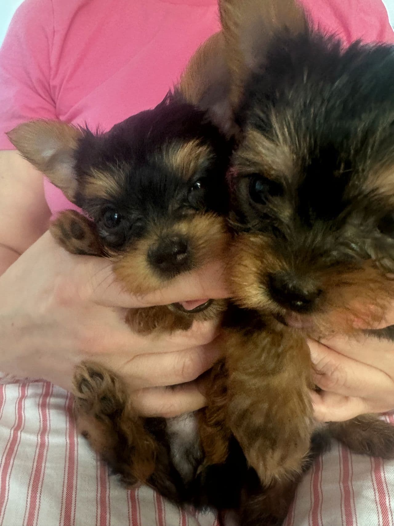 Søte Yorkshire Terrier 2 valper igjen gutter