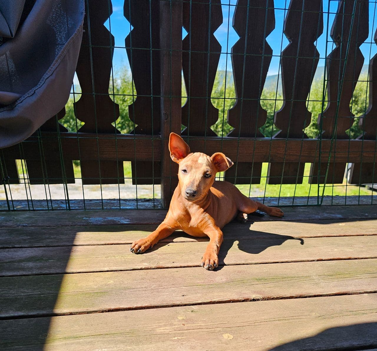 Dvergpinscher tispe til salgs