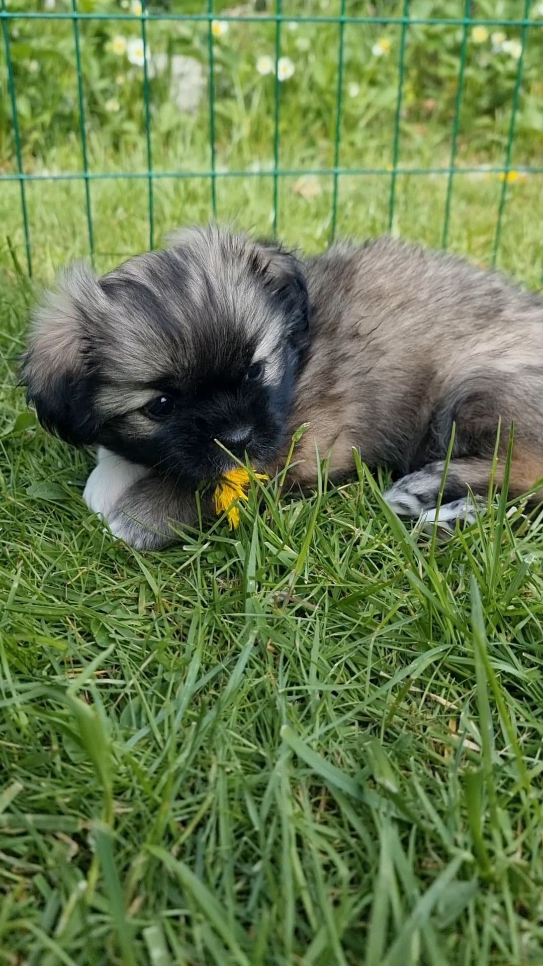 Tibetansk Spaniel