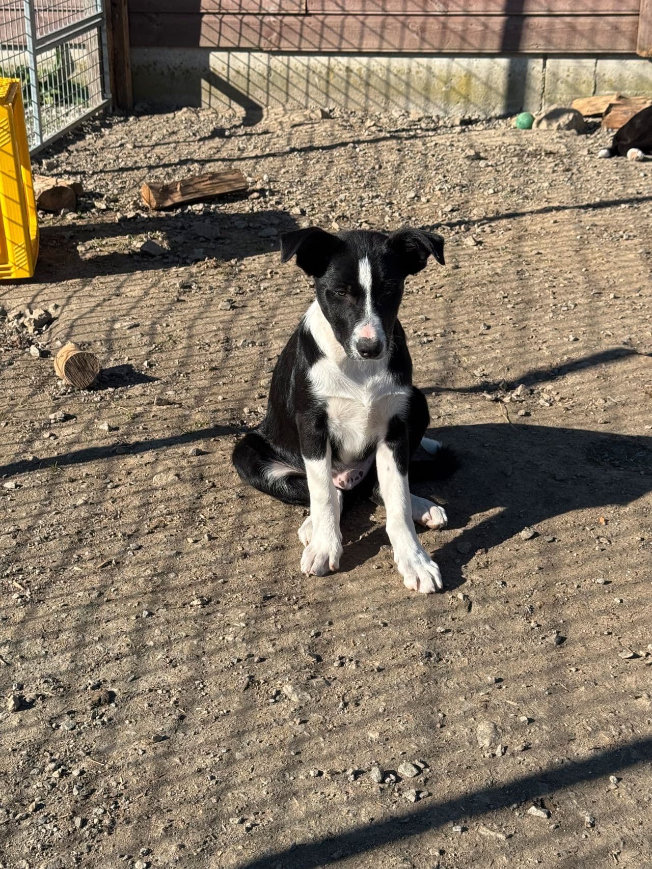 Border Collie unghund