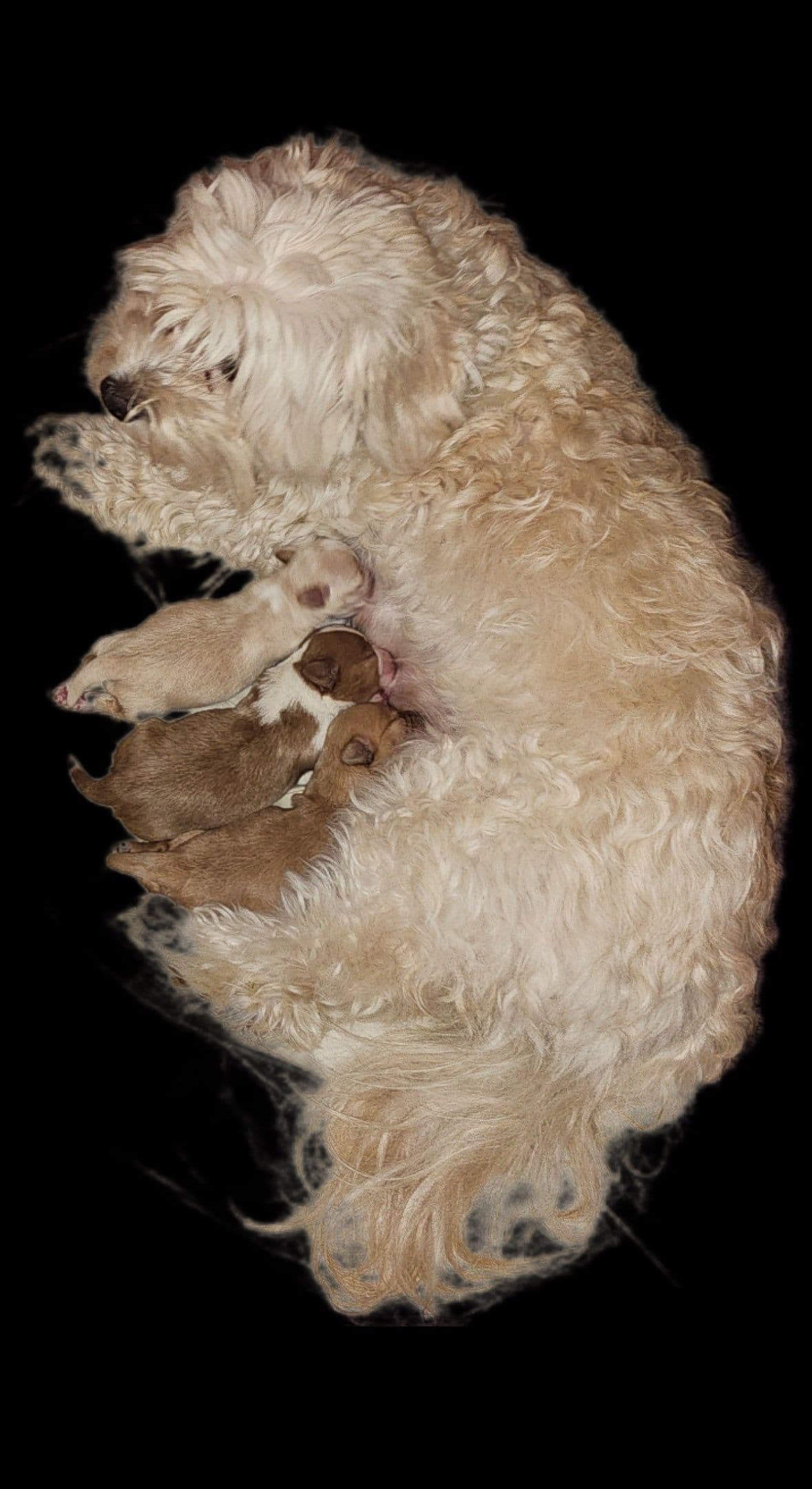 Bichon Havanais valper selges