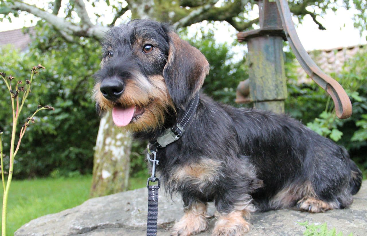 Strihåret dachshund Standard