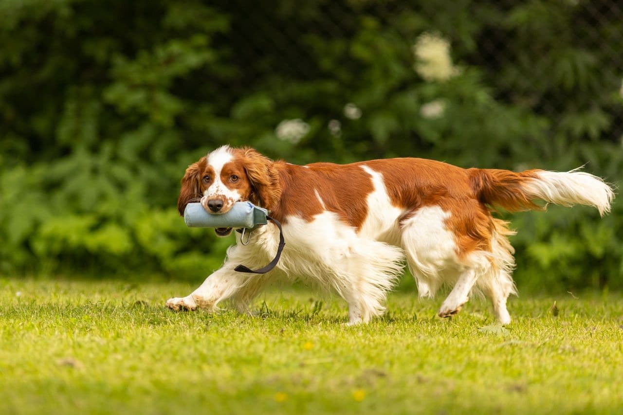 Welsh springer spaniel valper