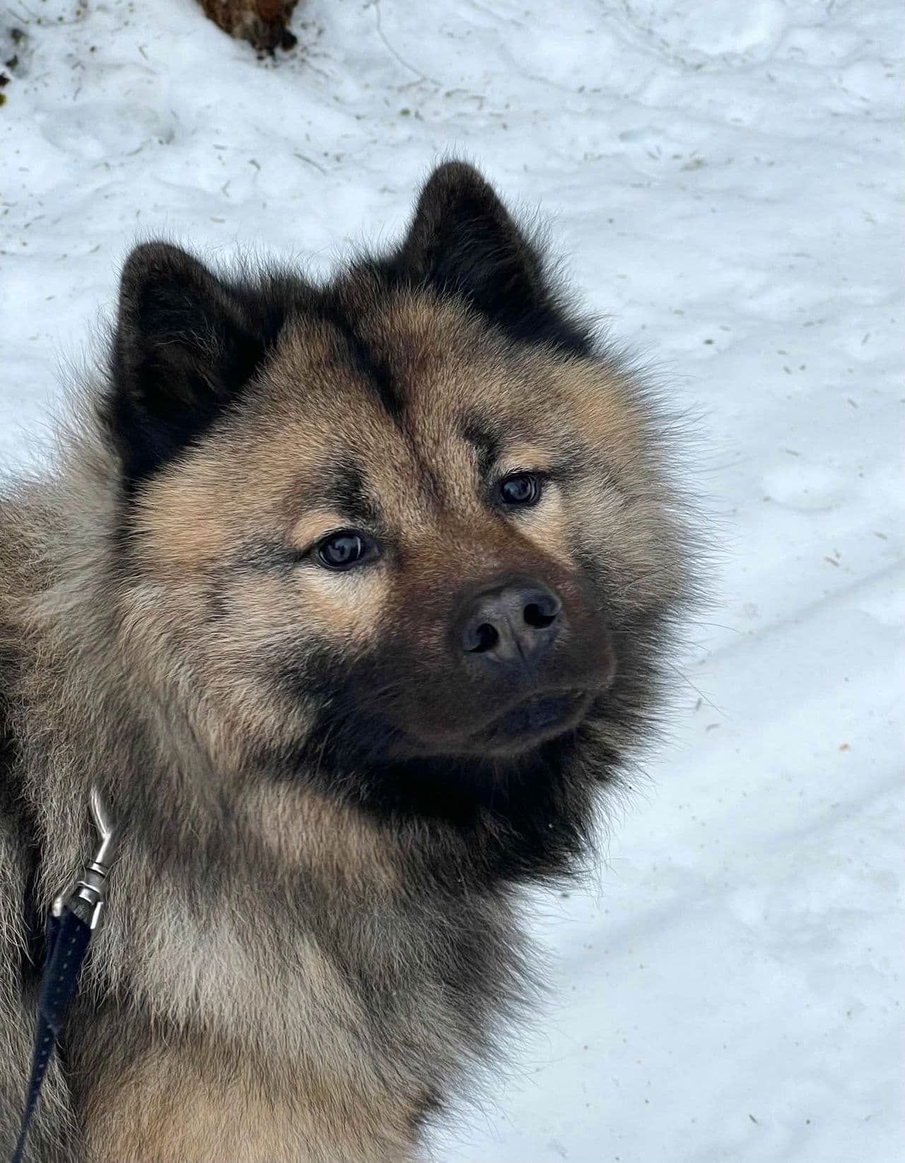 Eurasier valper etter Vesla og Basti