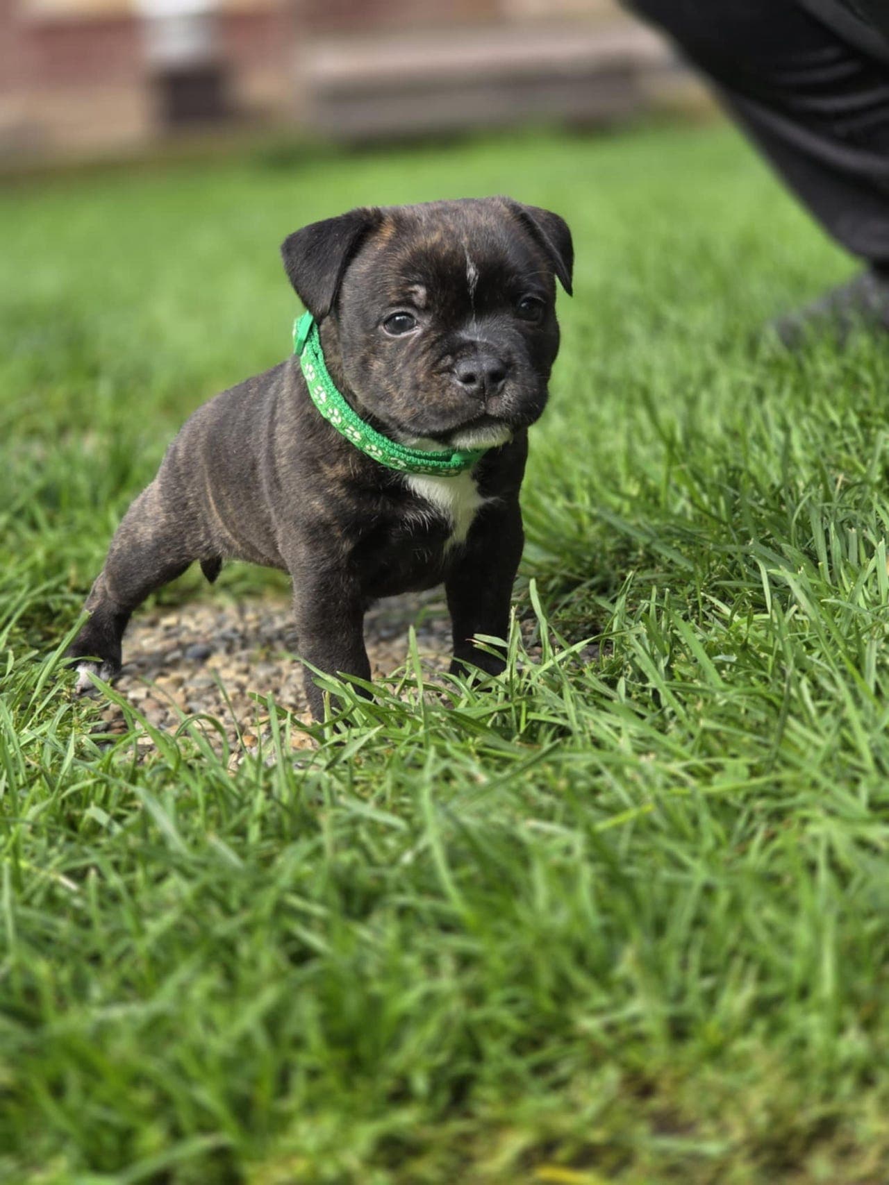 Staffordshire Bull Terrier valper til salgs.