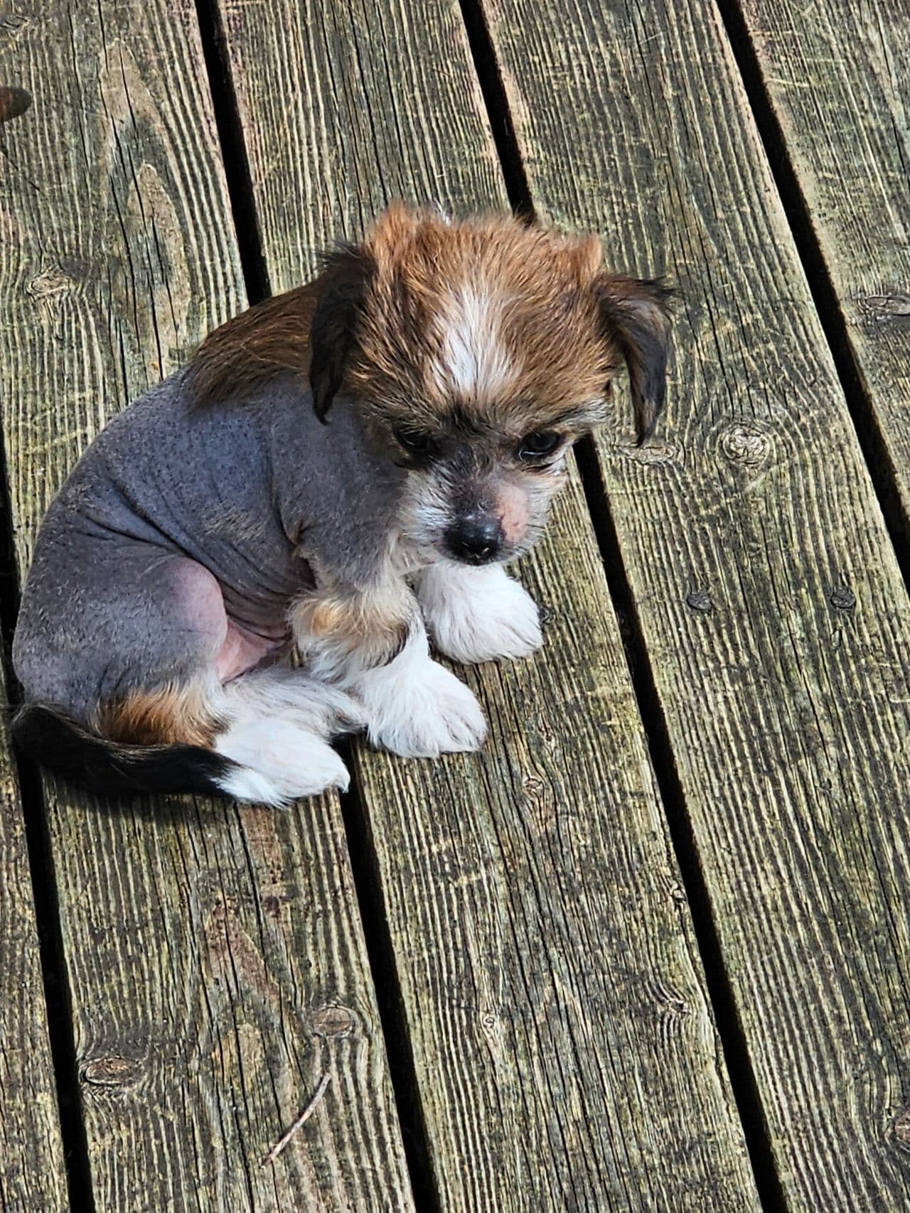 Chinese crested