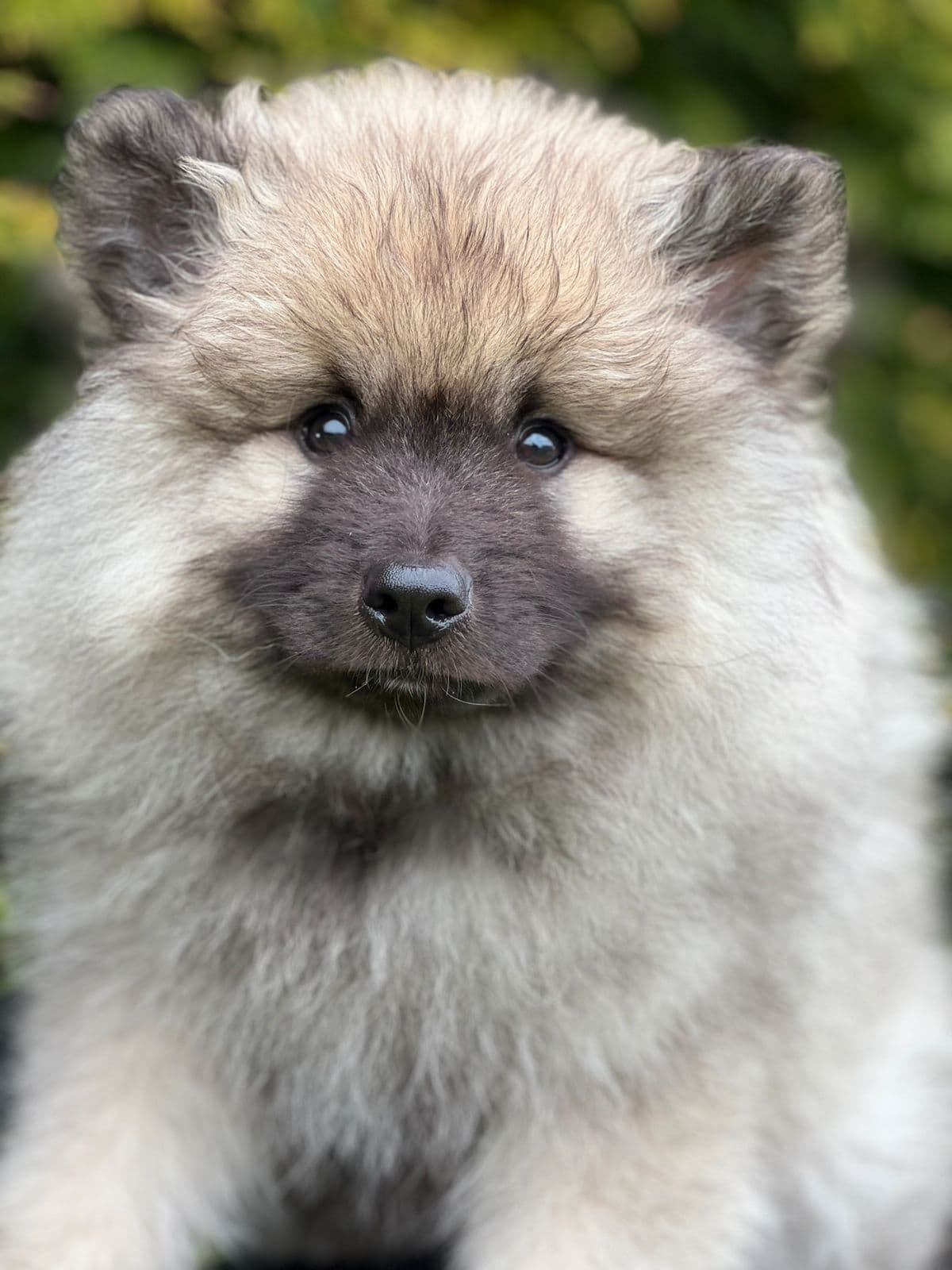 Keeshond hannhund ledig .🐶❤️