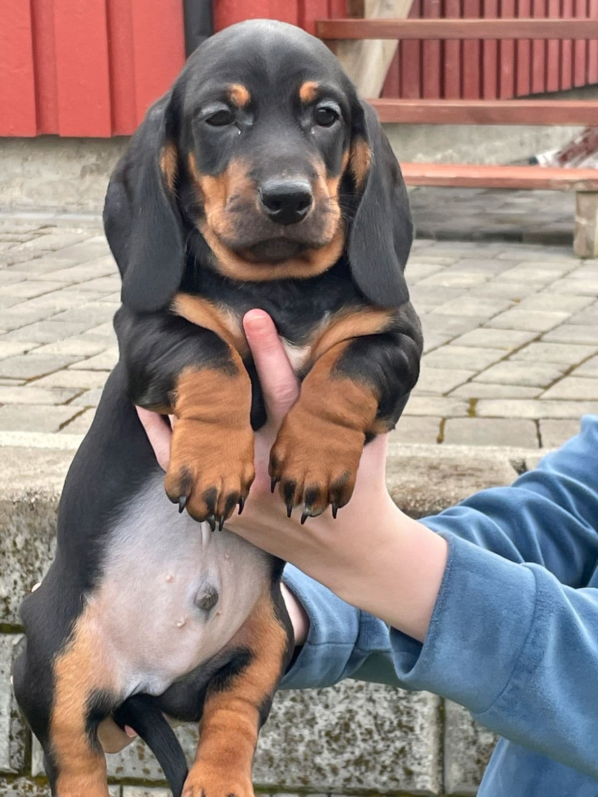 Steinvikholm kennel selger Dachshund ,hannhund