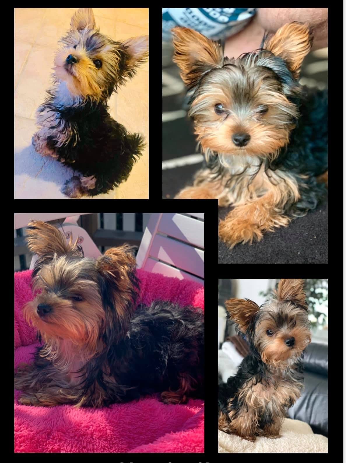 Nydelig Yorkshire Terrier valp selges