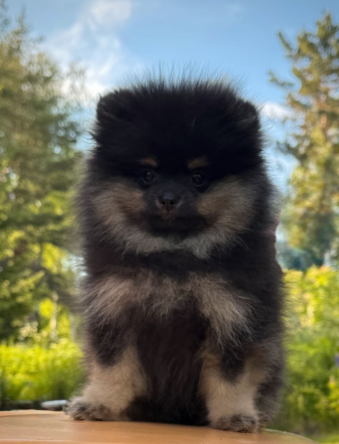 Pomeranian tispe valp